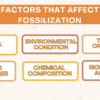 All About Fossils - Image 4